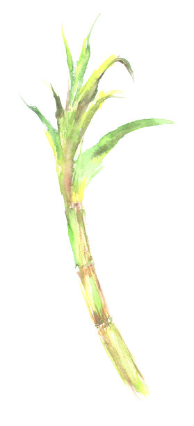 水彩甘蔗插画图片下载