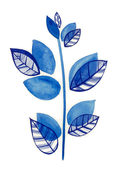 嫩芽上的叶子是蓝色的。孤立在白色背景上。图片下载