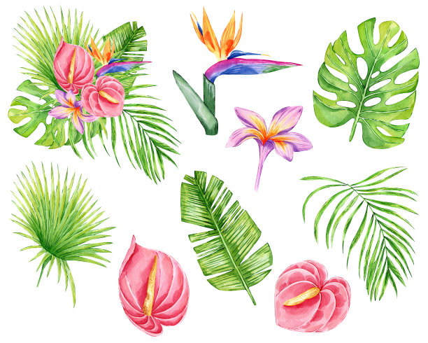 水彩画热带花和树叶组成孤立的白色背景。手绘鸡蛋花，灯盏花，棕榈叶，怪物。插花婚礼请柬，贺卡图片下载