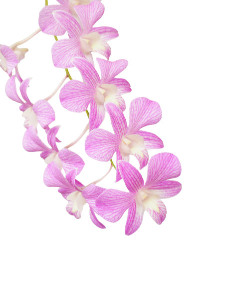 白色背景上的紫色兰花图片下载