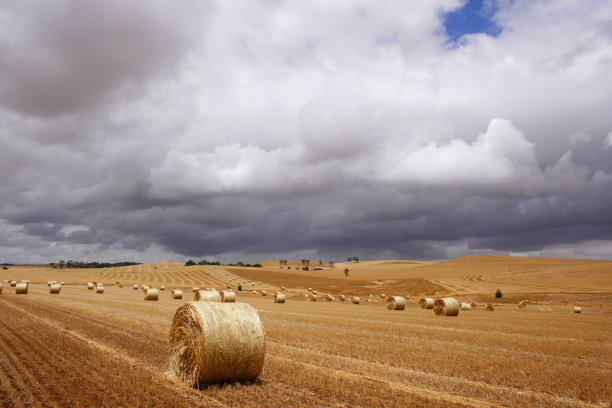 干草捆图片下载