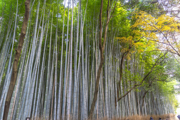 日本京都岚山竹林的竹林图片下载