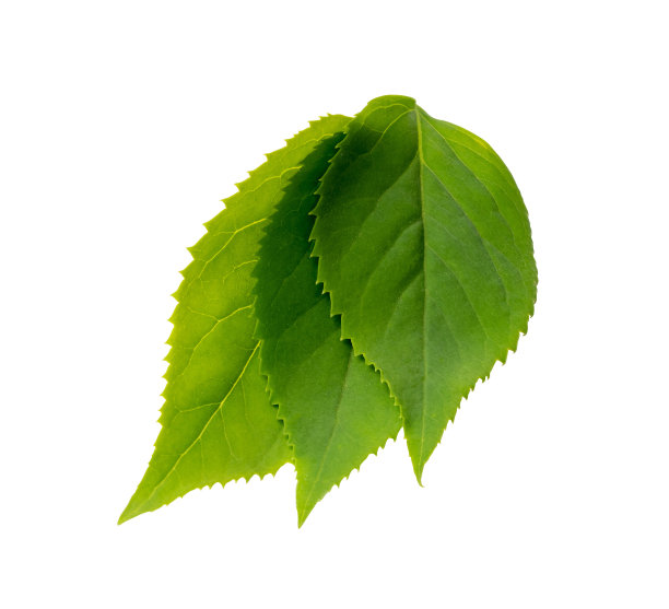 采购产品新鲜的绿叶分离，水果叶，生的花园植物细枝，用于产品设计的装饰叶图片下载