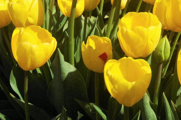 一簇黄色郁金香的特写图片下载