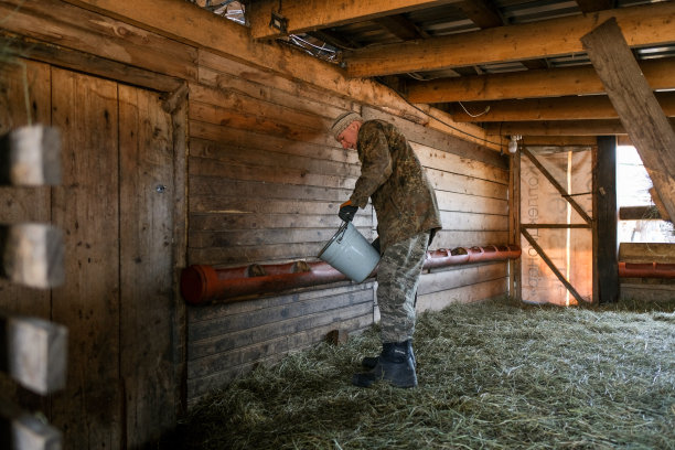 农夫们在农场里给山羊倒饲料图片下载