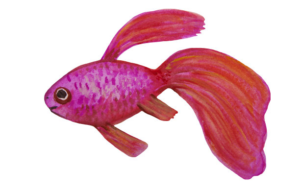水彩画的水族鱼，孤立在白色的背景上。图片下载