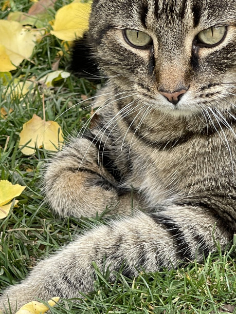 秋天的猫图片下载