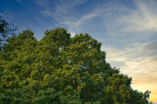 树在风中摇曳图片下载