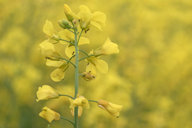 孤立的油菜籽开花的特写图像，花上有昆虫图片下载