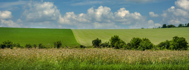 冬麦在前景和美丽的两半田，农业景观图片下载