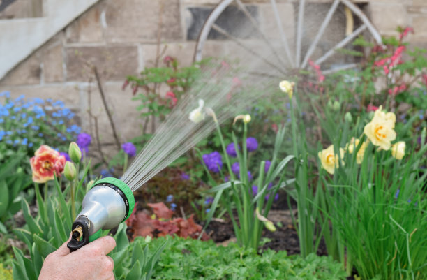 一个人正在用水管给花园浇水图片下载