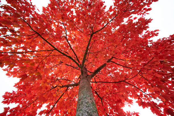 在秋天，仰望树上鲜艳的红叶图片下载