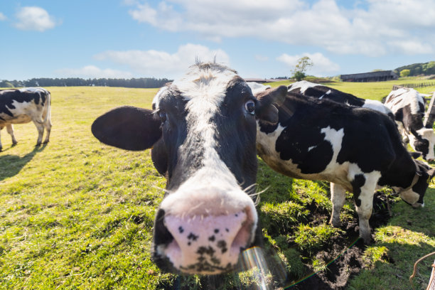 近距离广角奶牛图片下载