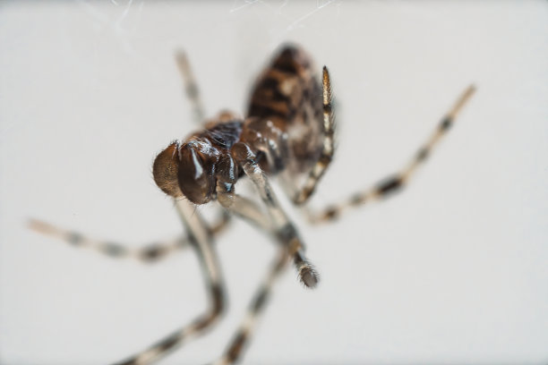 大下颚小蜘蛛的微距摄影。图片下载