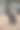 沼泽小袋鼠澳大利亚的双色小袋鼠图片下载