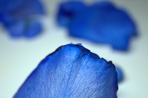 单瓣蓝色花瓣图片下载