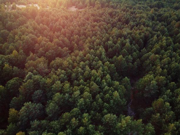 混交林树木的鸟瞰图，生态系统和健康环境的概念和背景与侧面照明。纹理浓密的绿色落叶和常绿树木，从上面看森林。图片下载