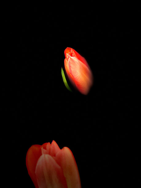 抽象橙色郁金香花隔离对黑色背景-股票照片图片下载