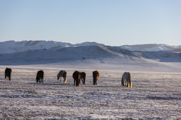 马在蒙古的雪山上吃着被冰覆盖的草。独立的农业。图片下载
