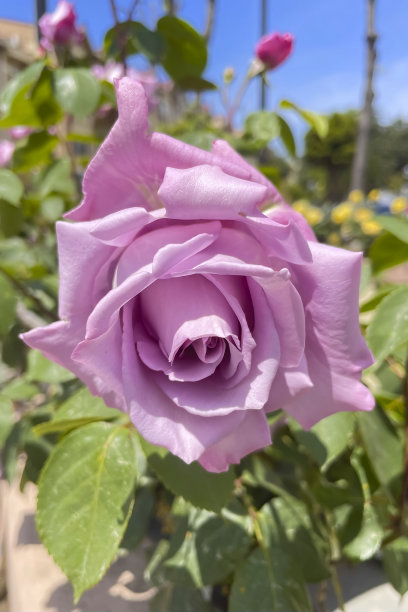 在一个阳光明媚的日子里，粉红色的玫瑰图片下载