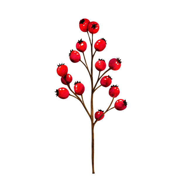 水彩插图手绘树枝与红色浆果。蔓越莓，蔓越莓，玫瑰果。盛夏，秋收。孤立的剪贴画图案，指纹。秋季设计元素图片下载