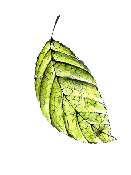 一套樱桃水彩画。鲜嫩多汁的樱桃浆果，有花有叶。设计图片下载