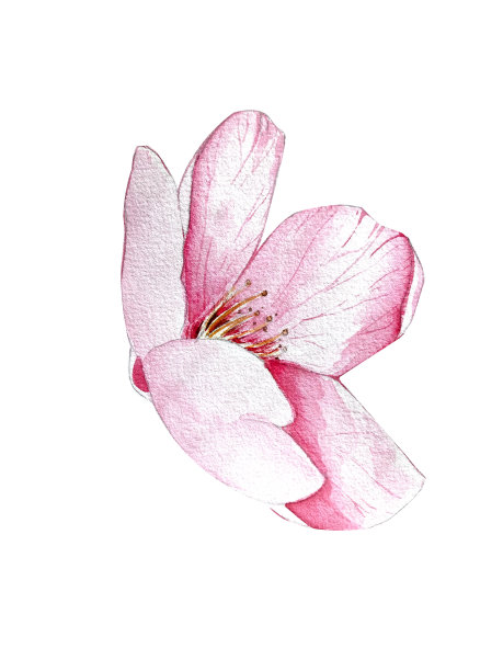 一套樱桃水彩画。鲜嫩多汁的樱桃浆果，有花有叶。设计图片下载