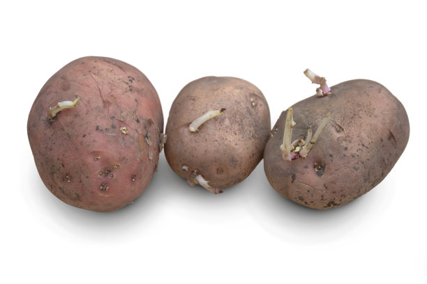 发芽的老土豆。图片下载