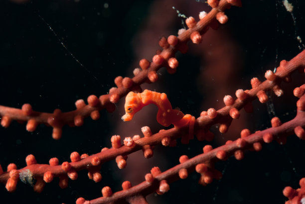 丹尼斯侏儒海马海马丹尼斯图片下载