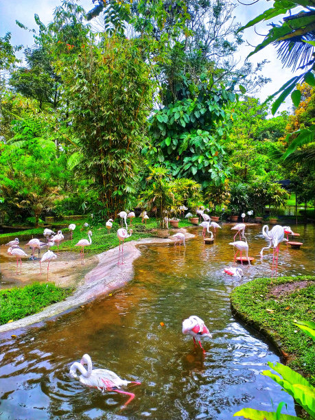 火烈鸟正在放松图片下载