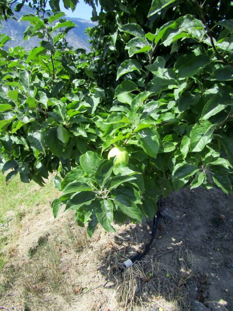 Keremeos附近苹果园的滴灌。加拿大不列颠哥伦比亚省奥肯那根谷。图片下载