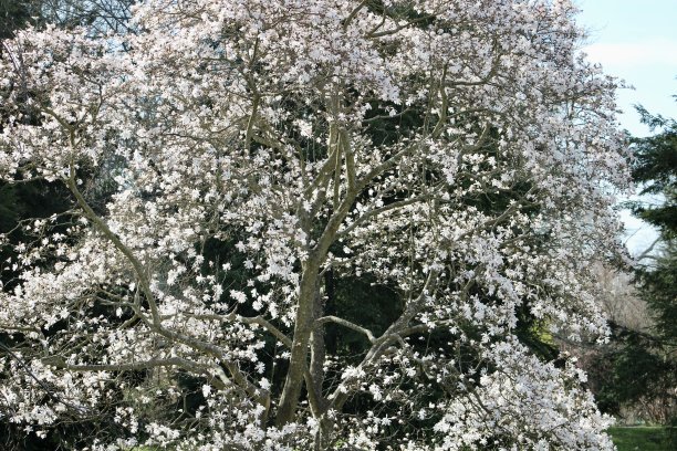 Kobus木兰图片下载