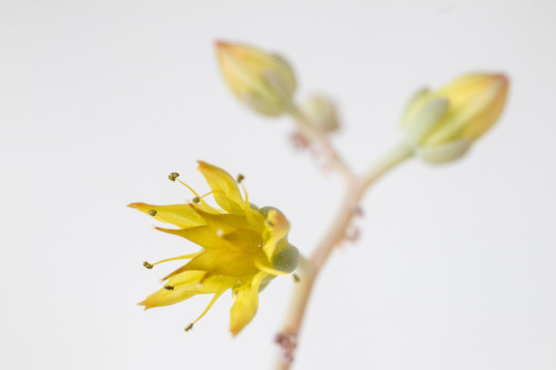 肉质植物的黄色花朵。宏。白色背景。图片下载