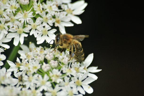 蜜蜂图片下载