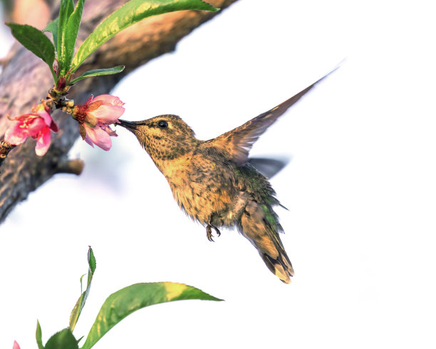 啄食树花的蜂鸟图片下载