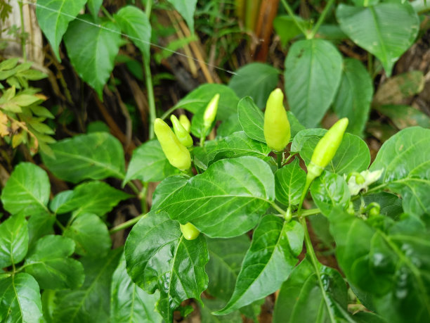 花园里种着辣椒图片下载