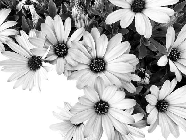 菊花孤立的白色灰色背景剪辑路径图片下载