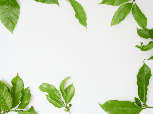 框架由新鲜的绿色咖啡叶制成图片下载