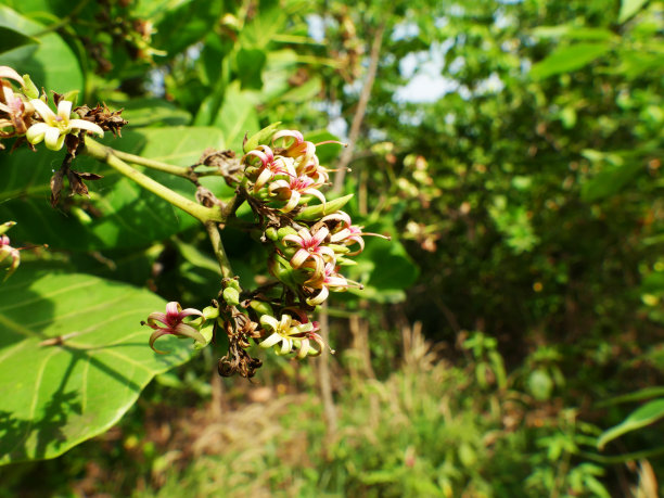 有叶子的腰果树图片下载