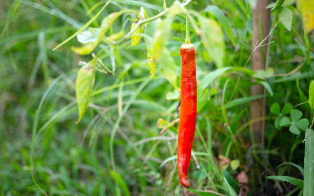 辣椒农场的红辣椒植株，有机农场的农业辣椒图片下载