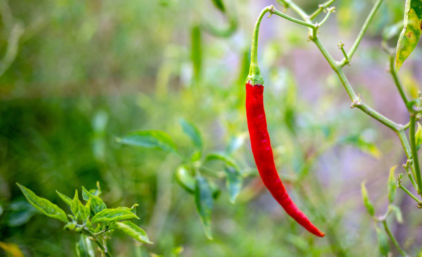 辣椒农场或田地里的红辣椒。红辣椒
有机农场的辣椒农业图片下载