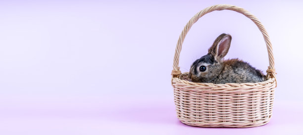复活节小兔子坐在篮子里孤立的粉红色背景图片下载