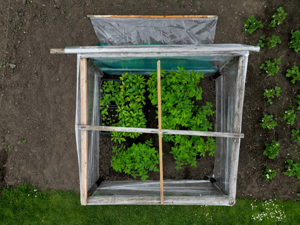 用于种植蔬菜的铝箔温室，简单地由用于种植蔬菜的食品包装的收缩膜制成。菜园的架子。把萝卜和草莓排成一排播种图片下载