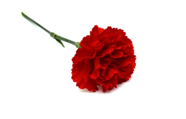 堆栈康乃馨花在白色的背景图片下载