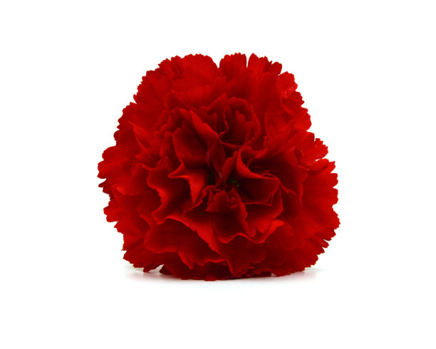 堆栈康乃馨花在白色的背景图片下载