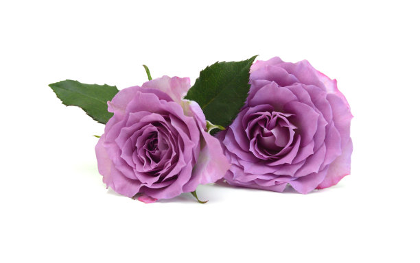 一束玫瑰色的玫瑰孤立在白色图片下载