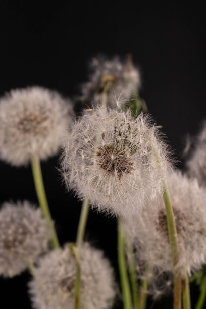 蒲公英的种子被风吹走，黑色的背景。图片下载