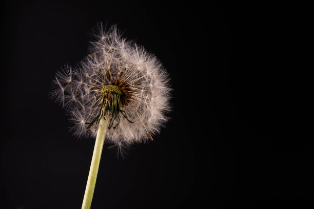 蒲公英的种子被风吹走，黑色的背景。图片下载
