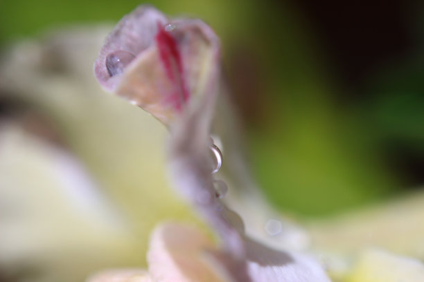 花上的水滴。宏观照片。图片下载