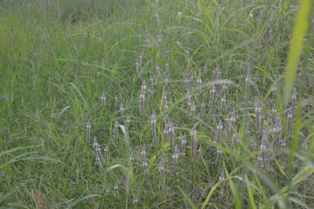 选择性焦点，芦苇或芦苇是绿叶草，锋利的叶子，杂草在农业用地和种植园。图片下载